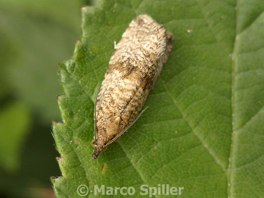 Farfalla da identificare